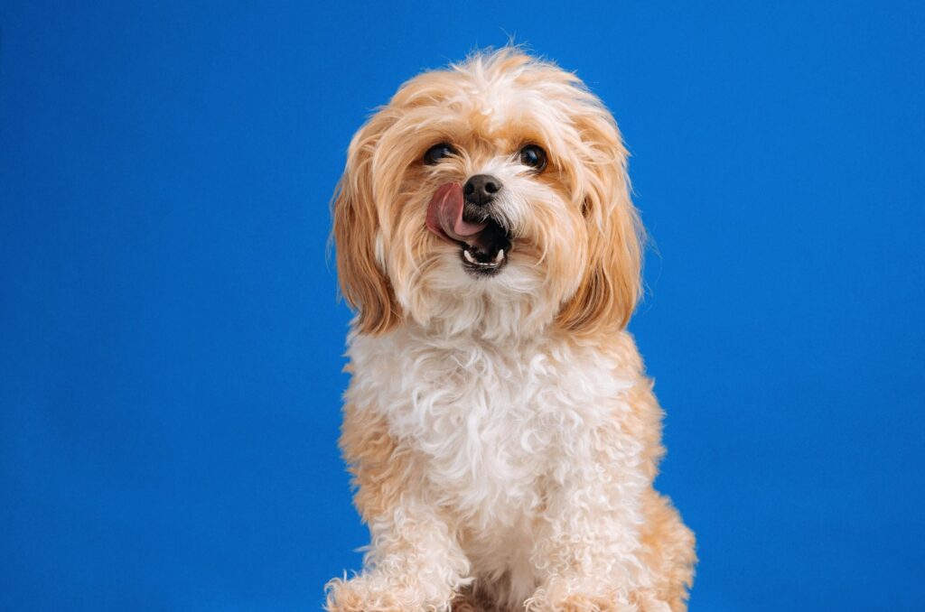 Eukanuba Hundefutter im Test: Sorten und Inhaltsstoffe