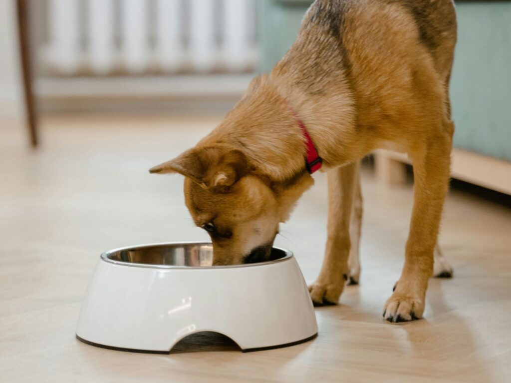 gefriergetrocknetes Hundefutter